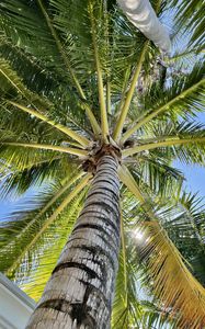 Preview wallpaper palm tree, branches, bottom view, tropics