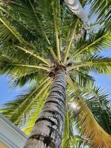 Preview wallpaper palm tree, branches, bottom view, tropics