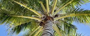 Preview wallpaper palm tree, branches, bottom view, tropics