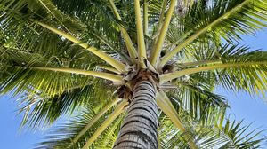 Preview wallpaper palm tree, branches, bottom view, tropics
