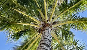 Preview wallpaper palm tree, branches, bottom view, tropics