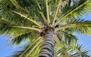 Preview wallpaper palm tree, branches, bottom view, tropics