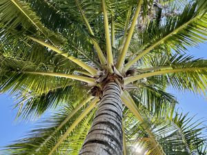 Preview wallpaper palm tree, branches, bottom view, tropics