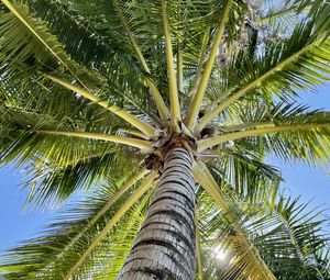 Preview wallpaper palm tree, branches, bottom view, tropics