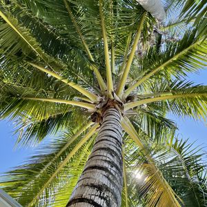 Preview wallpaper palm tree, branches, bottom view, tropics