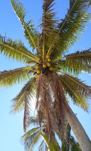 Preview wallpaper palm tree, branches, bottom view, sky