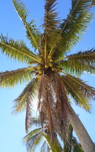 Preview wallpaper palm tree, branches, bottom view, sky