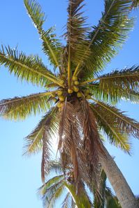 Preview wallpaper palm tree, branches, bottom view, sky