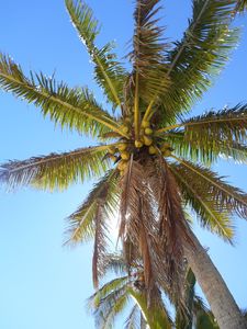 Preview wallpaper palm tree, branches, bottom view, sky