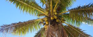 Preview wallpaper palm tree, branches, bottom view, sky