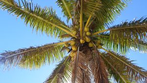 Preview wallpaper palm tree, branches, bottom view, sky