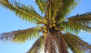 Preview wallpaper palm tree, branches, bottom view, sky