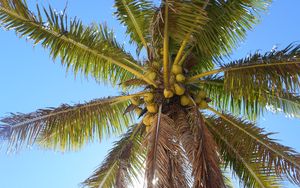 Preview wallpaper palm tree, branches, bottom view, sky