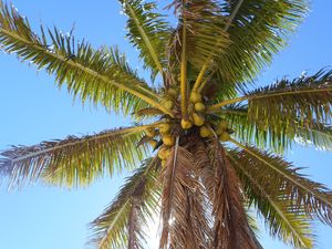 Preview wallpaper palm tree, branches, bottom view, sky