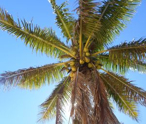 Preview wallpaper palm tree, branches, bottom view, sky