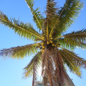 Preview wallpaper palm tree, branches, bottom view, sky