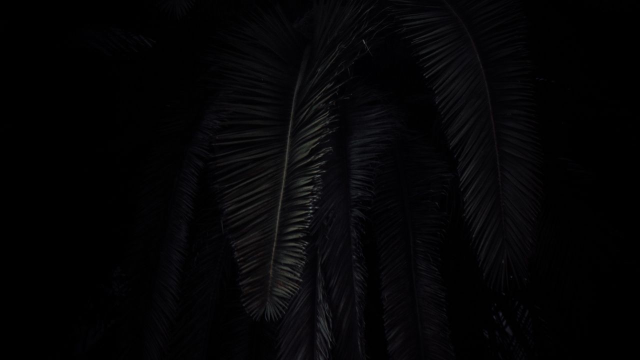Cây cọ đen độc đáo và rất xứng đáng để bạn sưu tập những bức ảnh đẹp về chúng. Hãy khám phá những góc chụp tuyệt vời để \