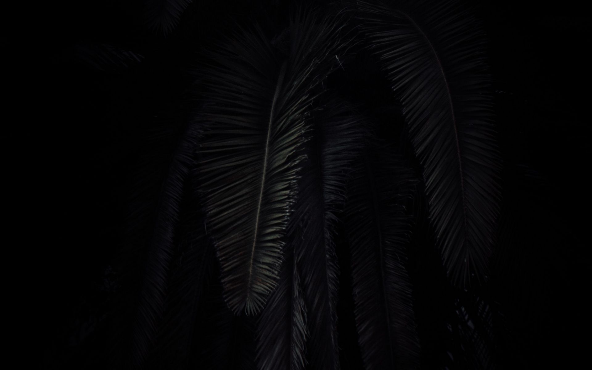 Download wallpaper 1920x1200 palm tree, branches, dark, black widescreen 16:10 hd background