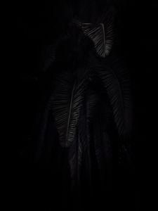 Preview wallpaper palm tree, branches, dark, black