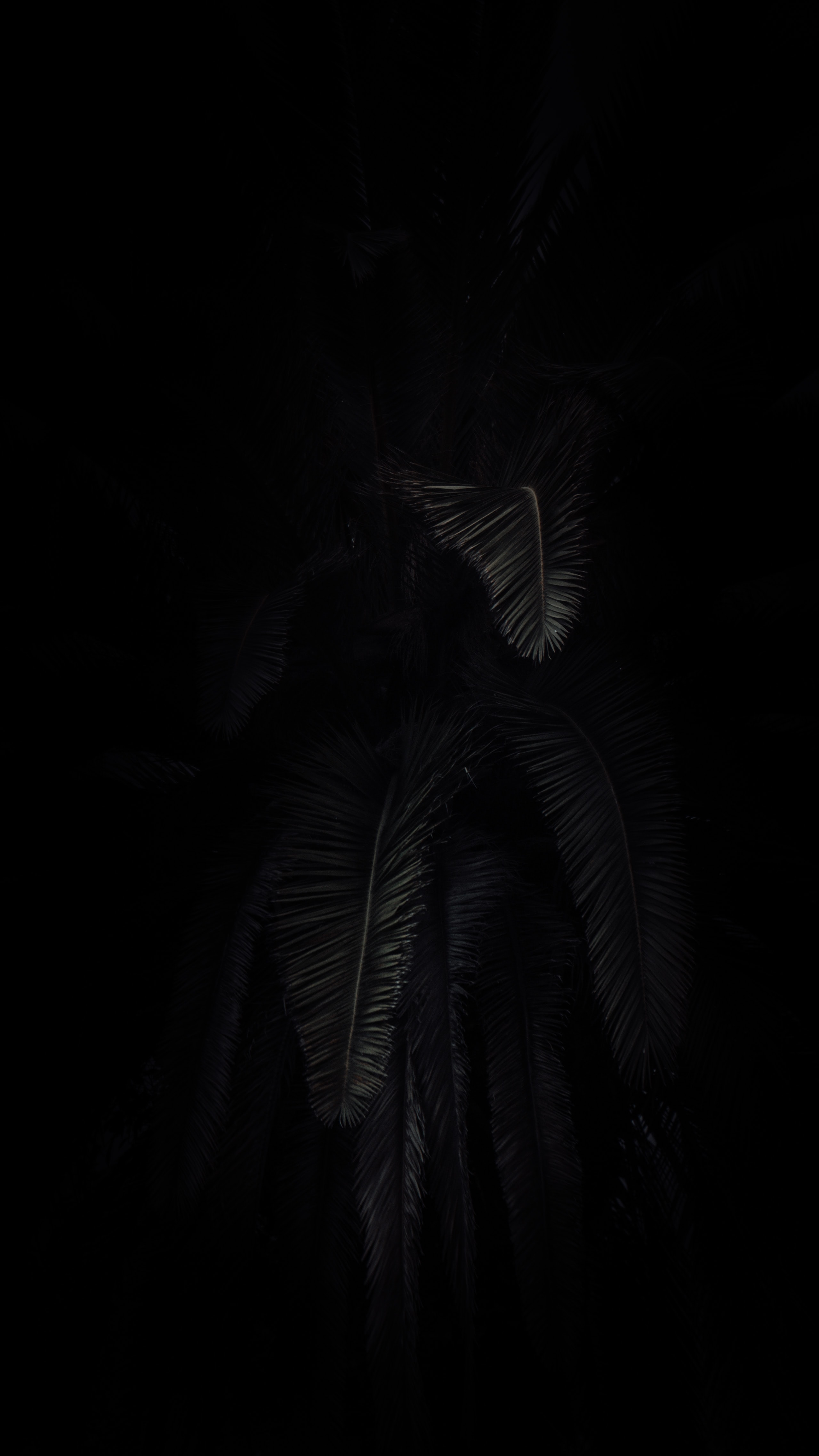 Download wallpaper 2559x4550 palm tree, branches, dark, black hd background