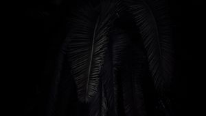 Preview wallpaper palm tree, branches, dark, black