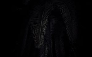 Preview wallpaper palm tree, branches, dark, black