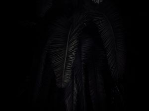 Preview wallpaper palm tree, branches, dark, black