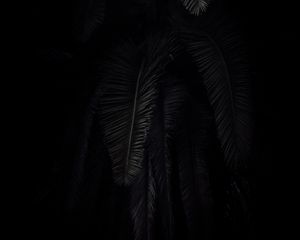 Preview wallpaper palm tree, branches, dark, black