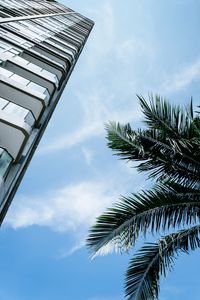Preview wallpaper palm tree, branches, facade