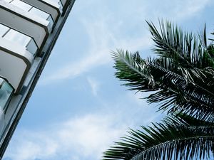 Preview wallpaper palm tree, branches, facade