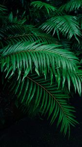 Preview wallpaper palm tree, branches, green, plant