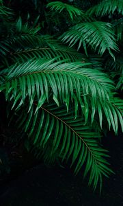 Preview wallpaper palm tree, branches, green, plant