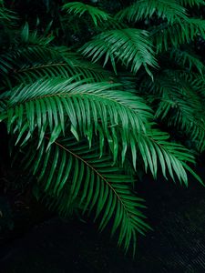 Preview wallpaper palm tree, branches, green, plant