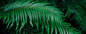 Preview wallpaper palm tree, branches, green, plant