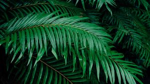 Preview wallpaper palm tree, branches, green, plant