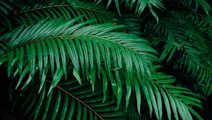 Preview wallpaper palm tree, branches, green, plant