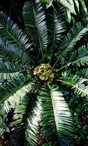 Preview wallpaper palm tree, branches, leaves, plants, tropics