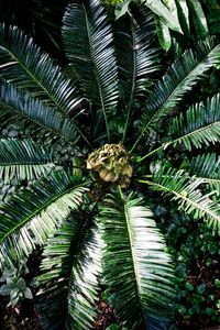 Preview wallpaper palm tree, branches, leaves, plants, tropics