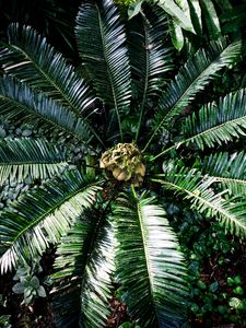 Preview wallpaper palm tree, branches, leaves, plants, tropics