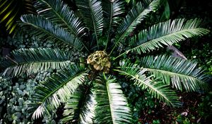 Preview wallpaper palm tree, branches, leaves, plants, tropics