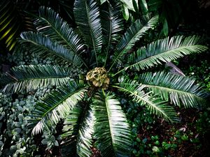 Preview wallpaper palm tree, branches, leaves, plants, tropics