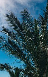 Preview wallpaper palm tree, branches, leaves, sky