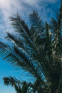 Preview wallpaper palm tree, branches, leaves, sky