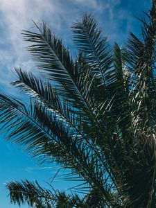 Preview wallpaper palm tree, branches, leaves, sky