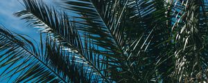 Preview wallpaper palm tree, branches, leaves, sky