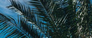 Preview wallpaper palm tree, branches, leaves, sky