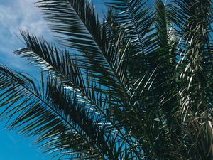 Preview wallpaper palm tree, branches, leaves, sky