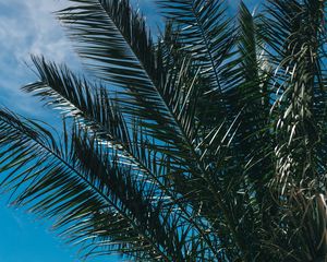 Preview wallpaper palm tree, branches, leaves, sky