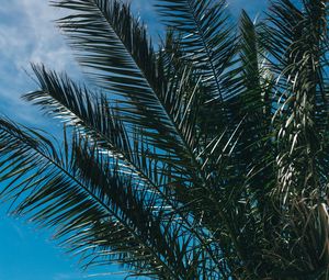 Preview wallpaper palm tree, branches, leaves, sky