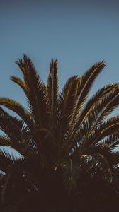 Preview wallpaper palm tree, branches, leaves, tree, sky